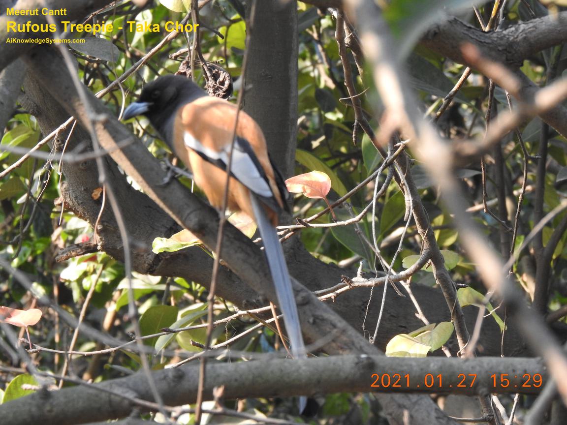 Rufous Treepie (23) Coming Soon